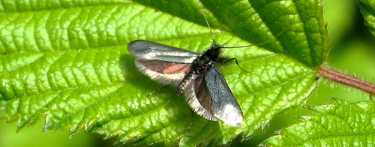 Adela reaumurella (© Walter Müller)